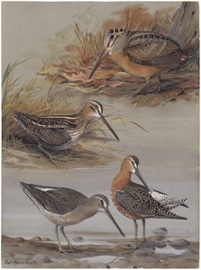 Plate 25: Woodcok, Wilson's Snipe, Dowitcher