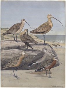 Plate 29: Hudsonian Curlew, Long-billed Curlew, Eskimo Curlew, Marbled Godwit, Hudsonian Godwit