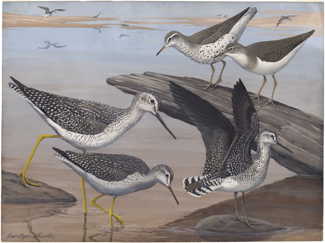 Plate 30: Spotted Sandpiper, Solitary Sandpiper, Greater Yellow-legs, Yellow-legs