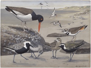 Paintings from: Birds of Massachusetts and other New England states