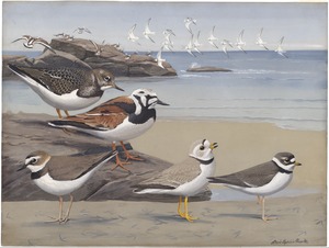 Plate 33: Ruddy Turnstone, Wilson's Plover, Piping Plover, Semipalmated Plover