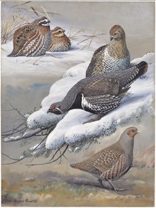 Plate 34: Bob-white, Spruce Partridge, European Partridge