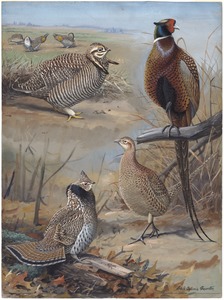Plate 35: Heath Hen, Ring-necked Pheasant, Ruffed Grouse