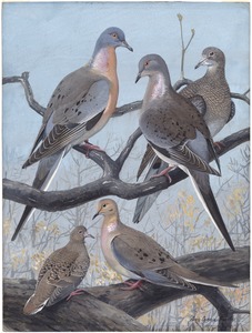 Plate 36: Passenger Pigeon, Mourning Dove