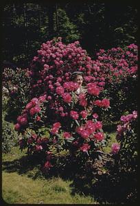 Arnold Arboretum, flowers