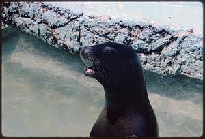 Sea lion in water, San Francisco Zoo