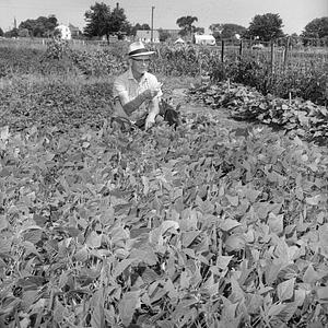 Community gardens, Poor Farm, New Bedford