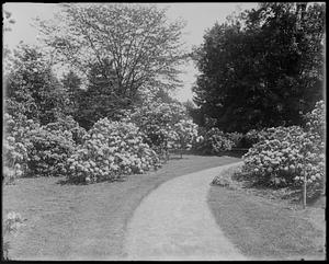 Rhododendron catawbiense