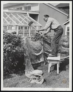 Center, Bob Eichler puts up burlap to protect his shrubs in Waveland section of Nantasket. Right,