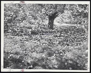 Orchard Damage-Apples plucked from a single tree in the Curtis apple orchard at Marlboro.