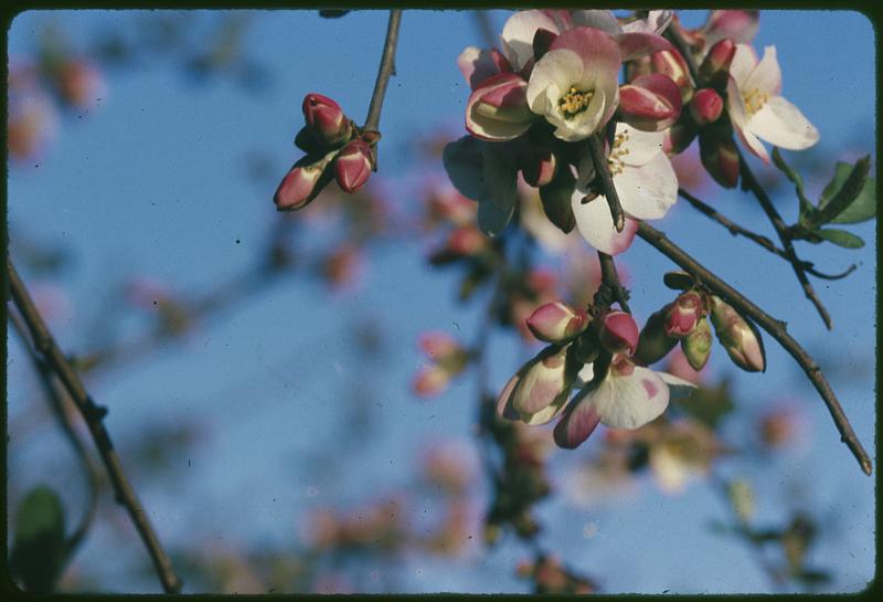 Closeup of a flowering tree