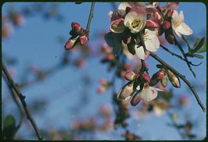 Closeup of a flowering tree