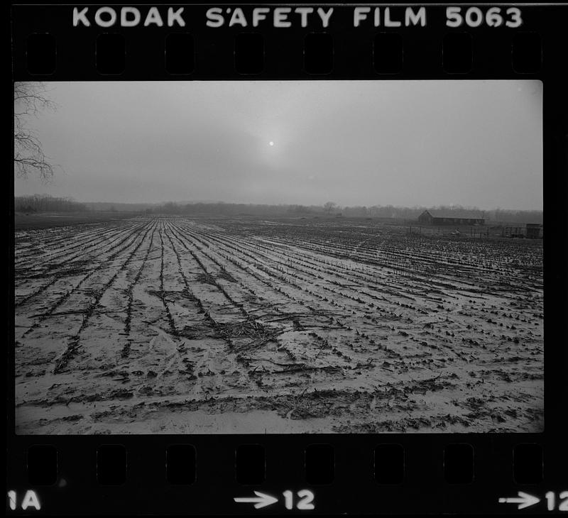 Muddy cornfield Rowley