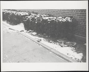 Litter among hedges