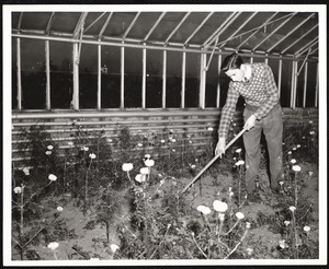 NYA student aid recipient working in greenhouse at State Teachers College