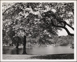 Public Gardens 1 - Summer