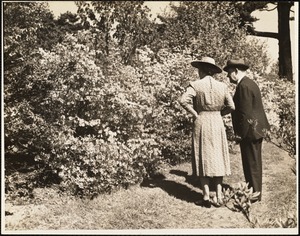 Azaleas at Arnold Arboretum