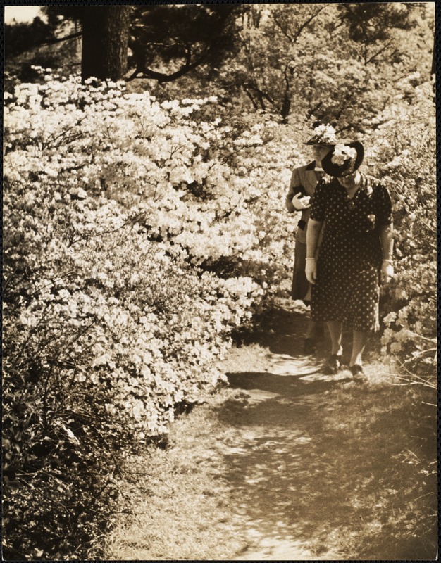 Azaleas at Arnold Arboretum