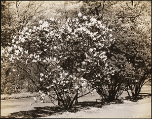 Lilacs at the Arnold Arboretum