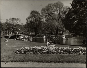 Swan boat - Public Garden