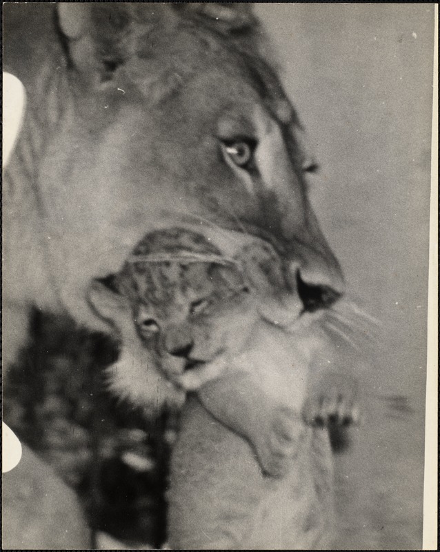 Lion cubs