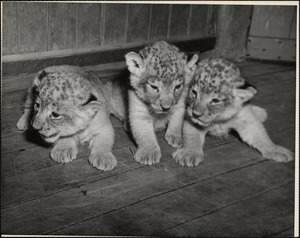 Lion cubs