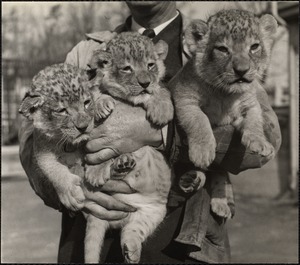 Lion cubs