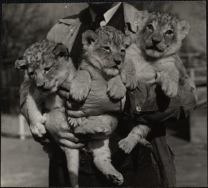 Lion cubs