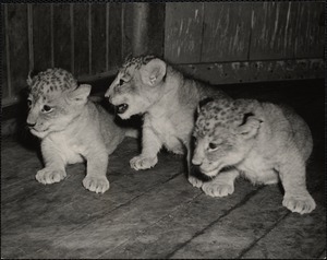 Lion cubs