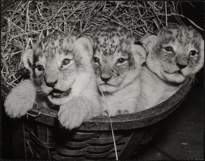 Lion cubs