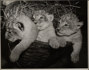 Lion cubs