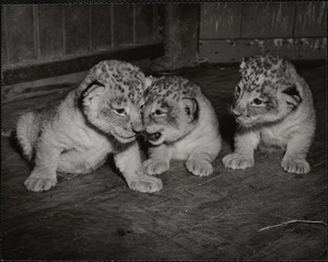 Lion cubs