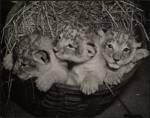 Lion cubs