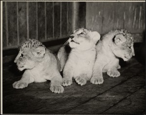 Lion cubs