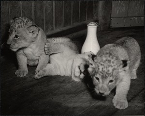 Lion cubs