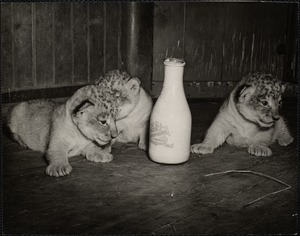 Lion cubs