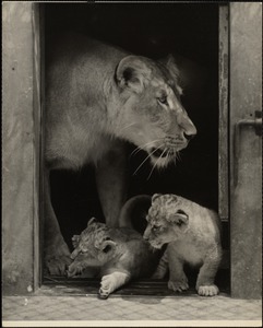 Lion cubs