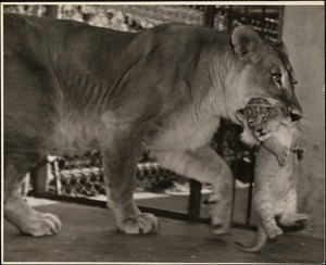 Lion cubs