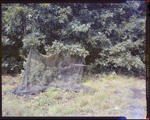 CEMEL- clothing, camouflage, netting, hung on trees in front of one soldier