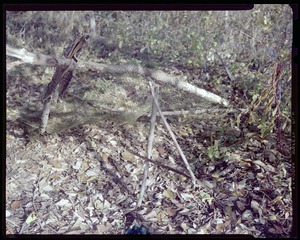 Combat arms branch, small game trap with netting