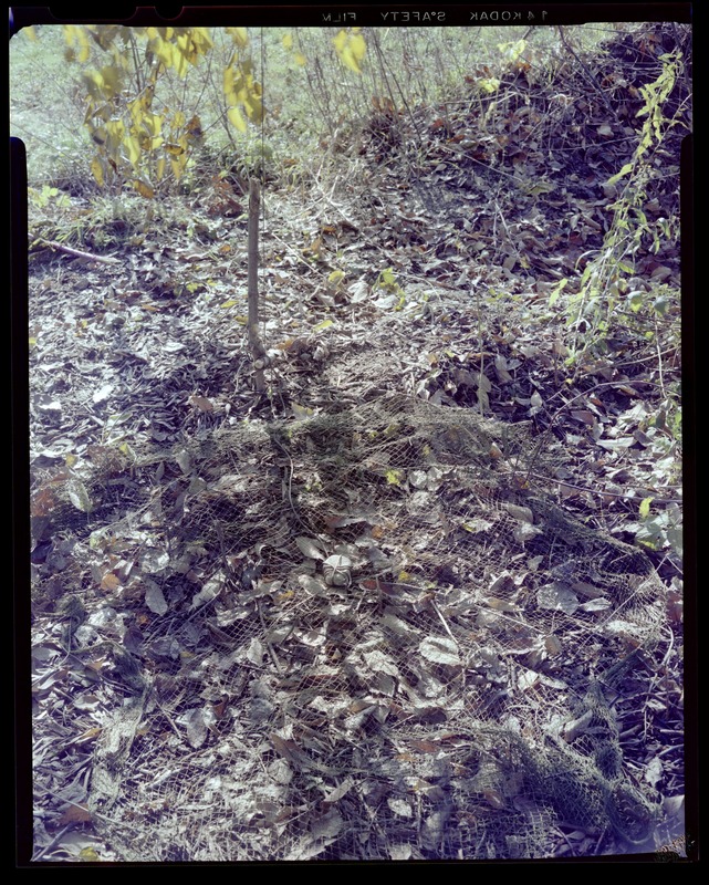 Combat arms branch, snag trap with netting for small game hunting