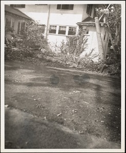 Campus: fall, hurricane damage, 1954 (Groveside)