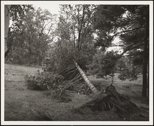 Campus: fall, hurricane damage, 1954