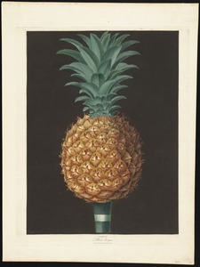 Pineapple - Black Antigua