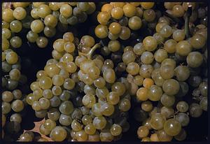 Bunches of green grapes