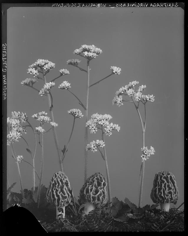 Saxifraga virginiensis and Morchella esculenta