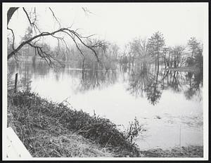 Trees by water