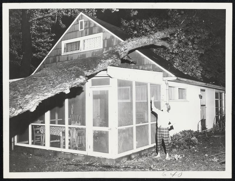 Precarious Perch for this heavy tree after it was toppled by hurricane onto screened porch of the home of Mrs. Leone Branduf at 69 Sassamon avenue, Milton.