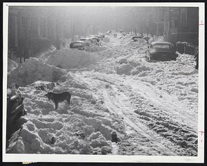 State Of Many Boston Side Streets is typified by this photo of Holiday street, off Geneva avenue, in Dorchester. Snowed-in vehicles have prevented, or hampered, snow-clearance operations on many such streets. City officials have appealed to owners of immobilized cars to dig them out.