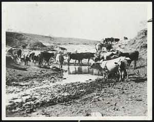 The Last Water Hole. Cattle getting a welcoming drink at the "last water hole" in Minnow Creek, near Erick, Okla. The creek, nothing but a dry bed now, has only this one watering hole for livestock. Facing death in the drought that has seared Western Oklahoma, more than 500 head of cattle are being watered daily at this hole, fed by a small spring, but livestock raisers say the winter will be gone from it within a week unless heavy rains fall.